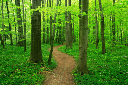 Qigong and Forest Bathing
